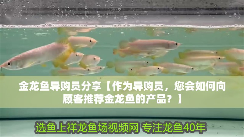 金龍魚導(dǎo)購員分享【作為導(dǎo)購員，您會如何向顧客推薦金龍魚的產(chǎn)品？】
