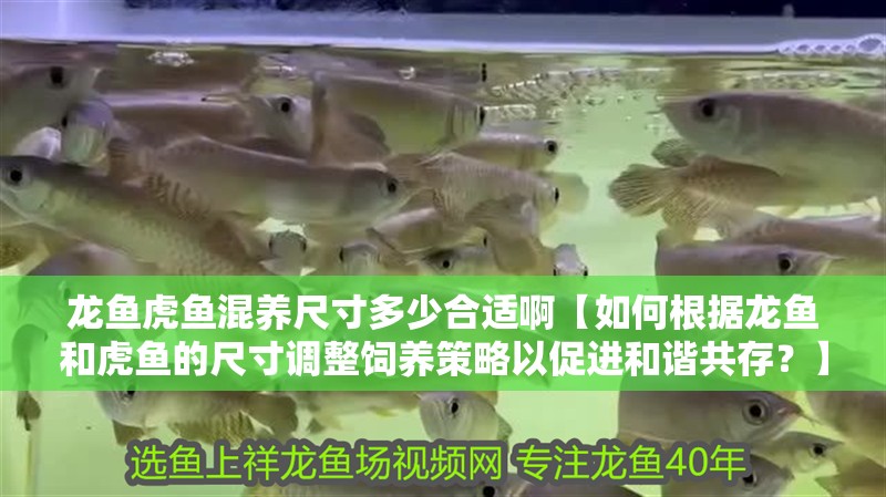 龍魚虎魚混養尺寸多少合適啊【如何根據龍魚和虎魚的尺寸調整飼養策略以促進和諧共存？】