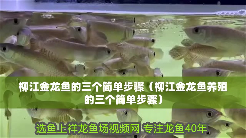 柳江金龍魚的三個簡單步驟（柳江金龍魚養殖的三個簡單步驟）