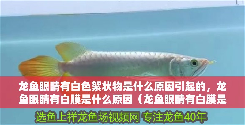 龍魚(yú)眼睛有白色絮狀物是什么原因引起的，龍魚(yú)眼睛有白膜是什么原因（龍魚(yú)眼睛有白膜是什么原因引起的） 龍魚(yú)眼睛有白色絮狀物是什么原因引起的，龍魚(yú)眼睛有白膜是什么原因（龍魚(yú)眼睛有白膜是什么原因引起的） 觀賞魚(yú)百科