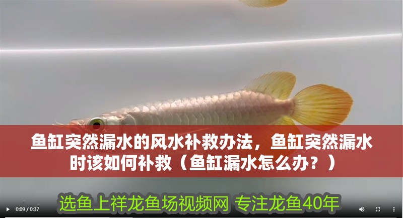 魚缸突然漏水的風水補救辦法，魚缸突然漏水時該如何補救（魚缸漏水怎么辦？）