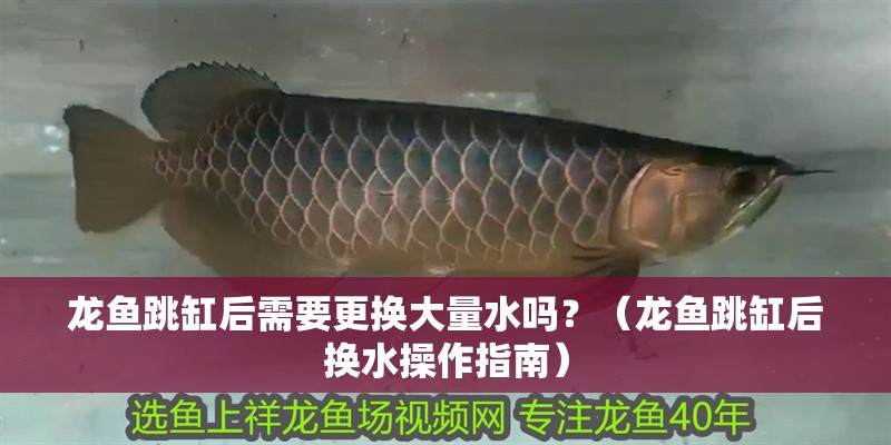 龍魚跳缸后需要更換大量水嗎？（龍魚跳缸后換水操作指南）