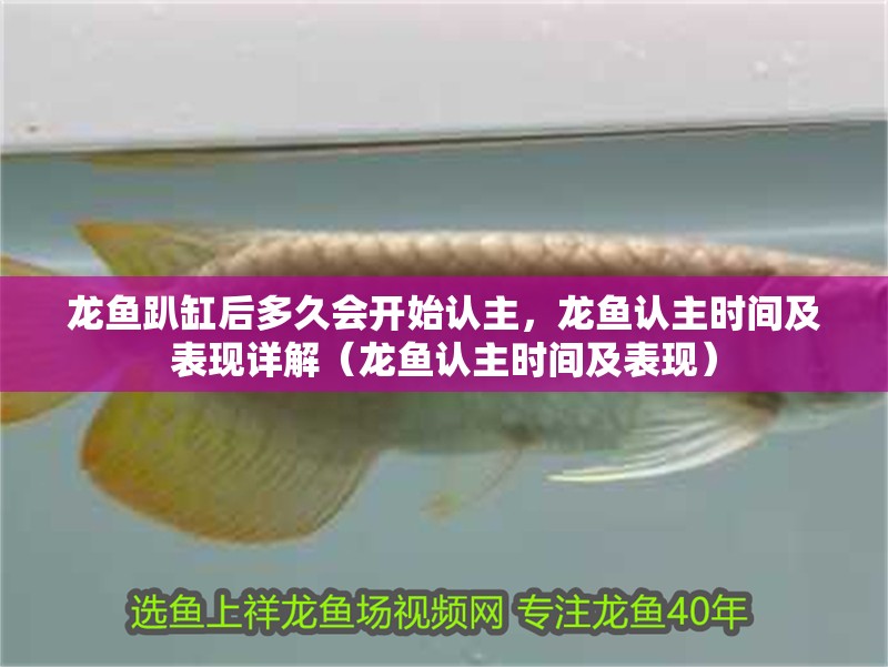 龍魚(yú)趴缸后多久會(huì)開(kāi)始認(rèn)主，龍魚(yú)認(rèn)主時(shí)間及表現(xiàn)詳解（龍魚(yú)認(rèn)主時(shí)間及表現(xiàn)）