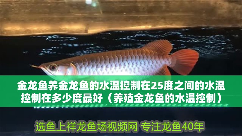 金龍魚養金龍魚的水溫控制在25度之間的水溫控制在多少度最好（養殖金龍魚的水溫控制）