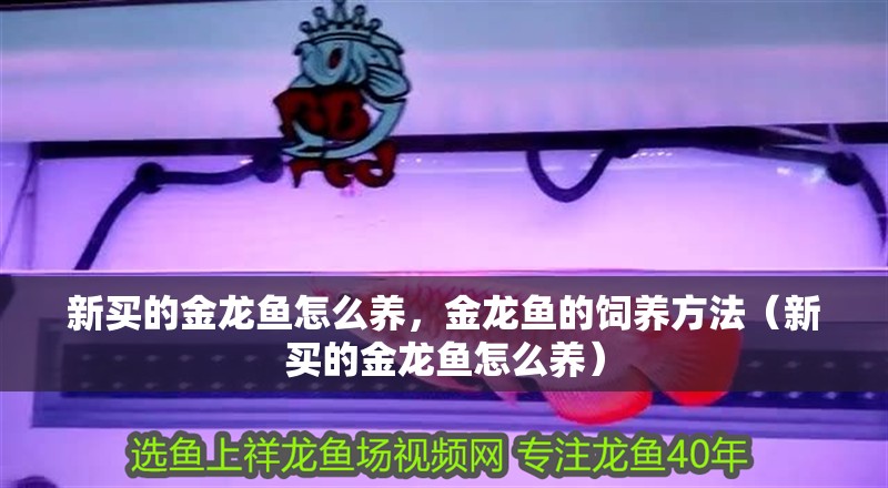 新買的金龍魚怎么養，金龍魚的飼養方法（新買的金龍魚怎么養）