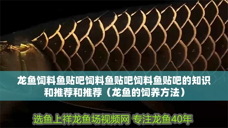 龍魚飼料魚貼吧飼料魚貼吧飼料魚貼吧的知識和推薦和推薦（龍魚的飼養(yǎng)方法）