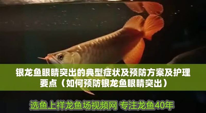 銀龍魚眼睛突出的典型癥狀及預防方案及護理要點（如何預防銀龍魚眼睛突出）