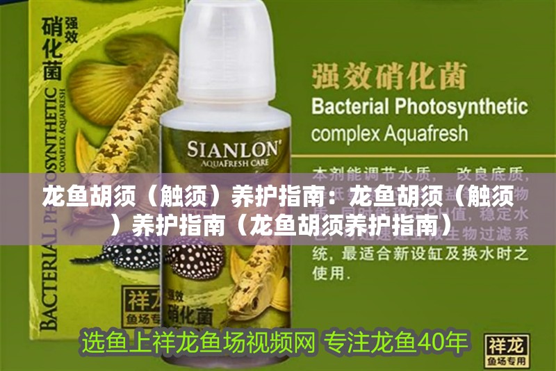 龍魚胡須（觸須）養護指南：龍魚胡須（觸須）養護指南（龍魚胡須養護指南）