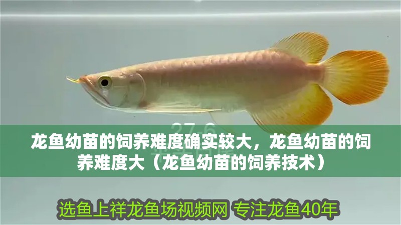 龍魚幼苗的飼養難度確實較大，龍魚幼苗的飼養難度大（龍魚幼苗的飼養技術）