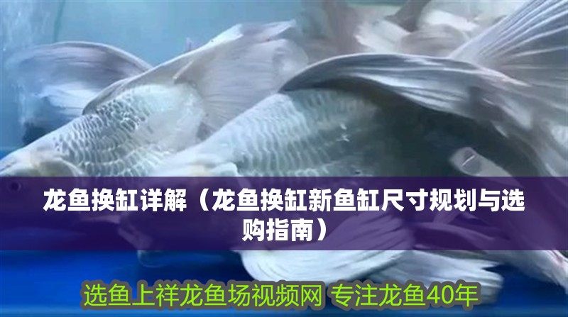 龍魚換缸詳解（龍魚換缸新魚缸尺寸規劃與選購指南）