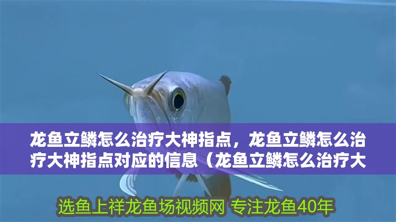 龍魚立鱗怎么治療大神指點(diǎn)，龍魚立鱗怎么治療大神指點(diǎn)對(duì)應(yīng)的信息（龍魚立鱗怎么治療大神指點(diǎn)）