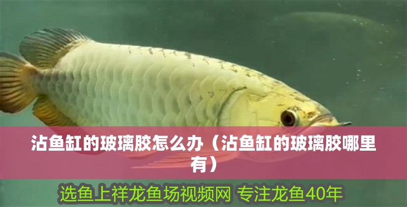 沾魚缸的玻璃膠怎么辦（沾魚缸的玻璃膠哪里有）