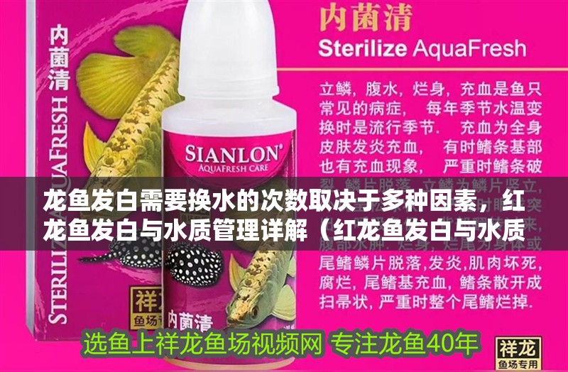 龍魚發(fā)白需要換水的次數(shù)取決于多種因素，紅龍魚發(fā)白與水質(zhì)管理詳解（紅龍魚發(fā)白與水質(zhì)管理詳解）