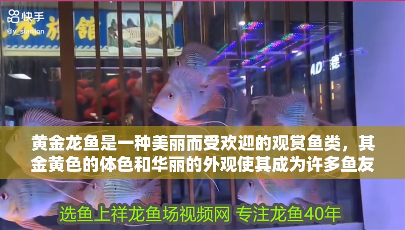 黃金龍魚是一種美麗而受歡迎的觀賞魚類,其金黃色的體色和華麗的外觀使其成為許多魚友的心頭好(黃金龍魚圖片欣賞) 觀賞魚百科 第2張 黃金龍魚是一種美麗而受歡迎的觀賞魚類,其金黃色的體色和華麗的外觀使其成為許多魚友的心頭好(黃金龍魚圖片欣賞) 黃金龍魚是一種美麗而受歡迎的觀賞魚類,其金黃色的體色和華麗的外觀使其成為許多魚友的心頭好(黃金龍魚圖片欣賞) 觀賞魚百科 第2張