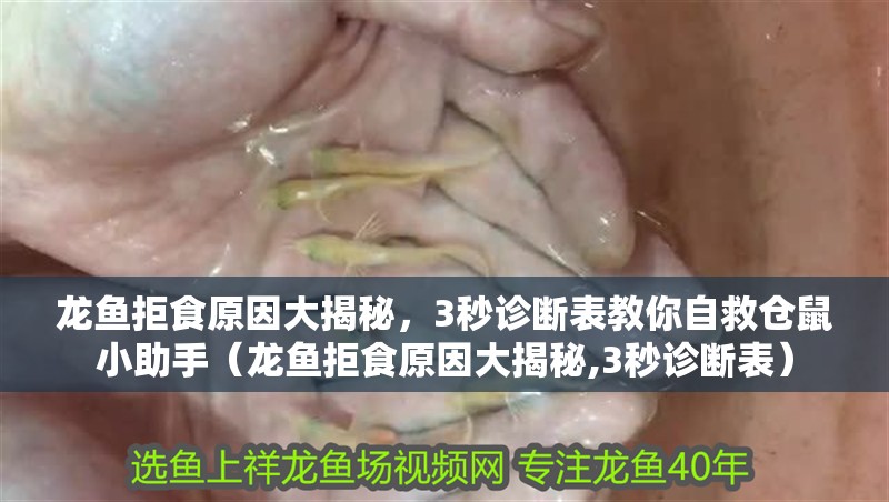 龍魚拒食原因大揭秘，3秒診斷表教你自救倉鼠小助手（龍魚拒食原因大揭秘,3秒診斷表）