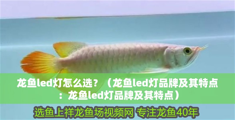 龍魚led燈怎么選？（龍魚led燈品牌及其特點(diǎn)：龍魚led燈品牌及其特點(diǎn)）