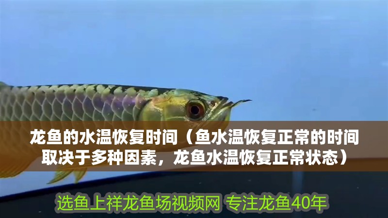 龍魚的水溫恢復時間（魚水溫恢復正常的時間取決于多種因素，龍魚水溫恢復正常狀態）