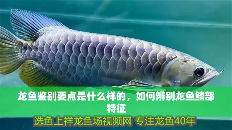 龍魚鑒別要點(diǎn)是什么樣的，如何辨別龍魚鰭部特征