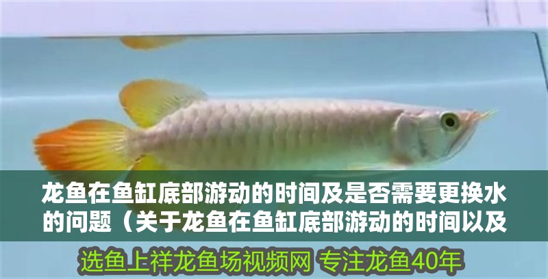 龍魚在魚缸底部游動的時間及是否需要更換水的問題（關于龍魚在魚缸底部游動的時間以及是否需要更換水的建議）
