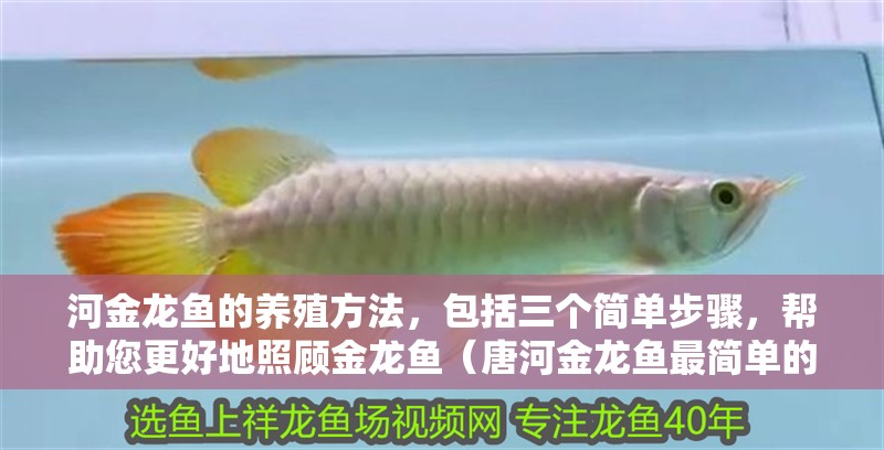 河金龍魚的養殖方法，包括三個簡單步驟，幫助您更好地照顧金龍魚（唐河金龍魚最簡單的三個步驟）