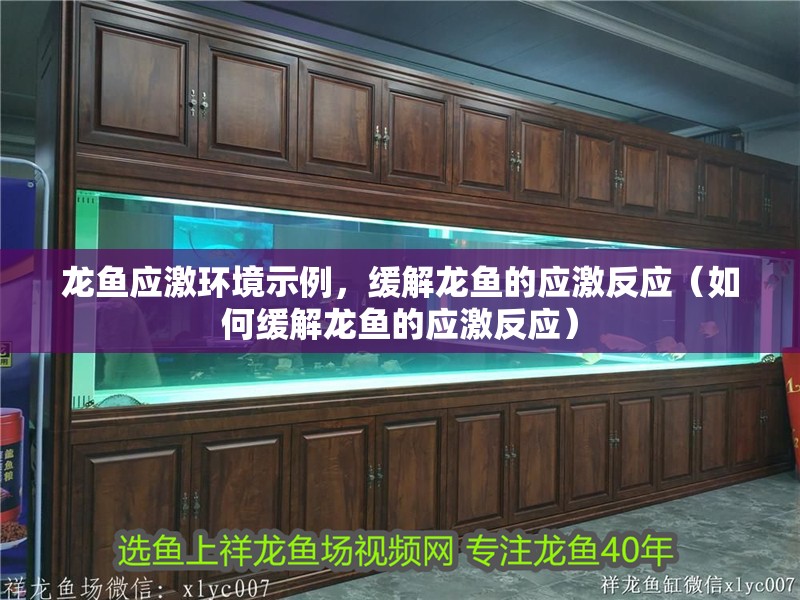 龍魚應(yīng)激環(huán)境示例，緩解龍魚的應(yīng)激反應(yīng)（如何緩解龍魚的應(yīng)激反應(yīng)）