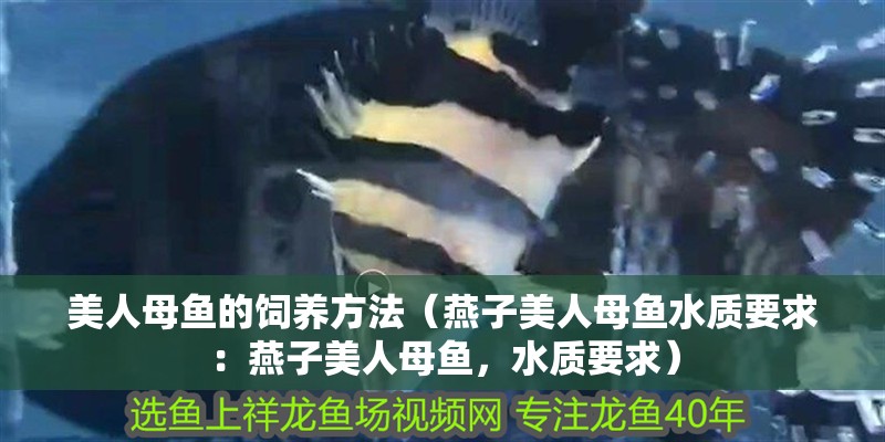 美人母魚的飼養方法（燕子美人母魚水質要求：燕子美人母魚，水質要求）