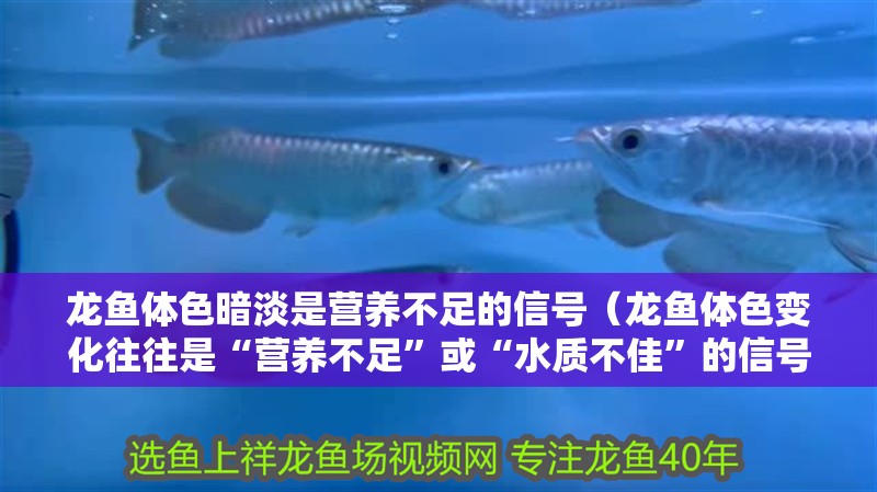 龍魚體色暗淡是營養不足的信號（龍魚體色變化往往是“營養不足”或“水質不佳”的信號）