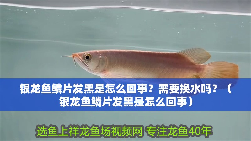 銀龍魚鱗片發黑是怎么回事？需要換水嗎？（銀龍魚鱗片發黑是怎么回事）