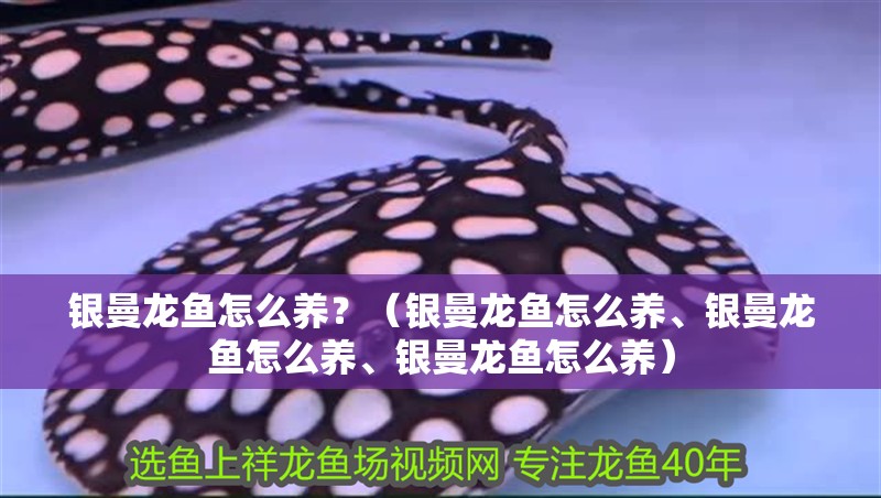 銀曼龍魚怎么養？（銀曼龍魚怎么養、銀曼龍魚怎么養、銀曼龍魚怎么養）