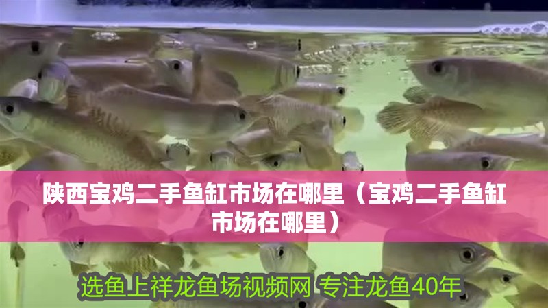 陜西寶雞二手魚缸市場在哪里（寶雞二手魚缸市場在哪里）