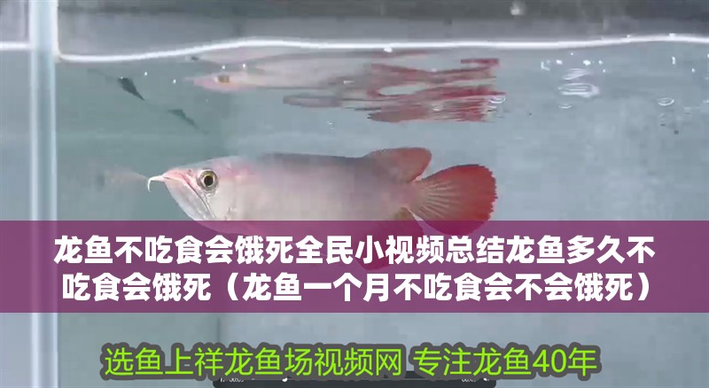 龍魚不吃食會(huì)餓死全民小視頻總結(jié)龍魚多久不吃食會(huì)餓死（龍魚一個(gè)月不吃食會(huì)不會(huì)餓死）