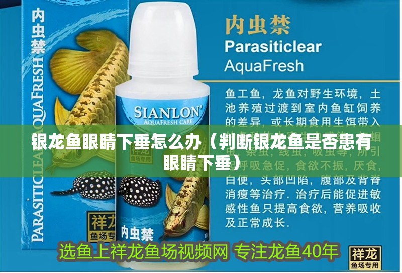 銀龍魚眼睛下垂怎么辦（判斷銀龍魚是否患有眼睛下垂）