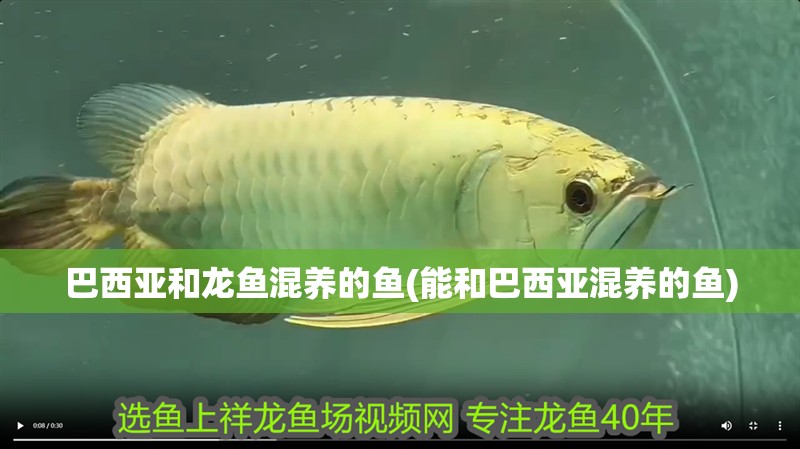 巴西亞和龍魚混養的魚(能和巴西亞混養的魚)