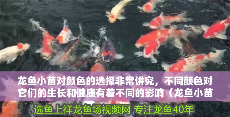 龍魚小苗對顏色的選擇非常講究，不同顏色對它們的生長和健康有著不同的影響（龍魚小苗對顏色的選擇有什么影響？）
