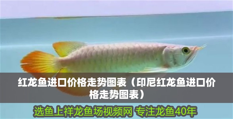 紅龍魚進口價格走勢圖表（印尼紅龍魚進口價格走勢圖表）