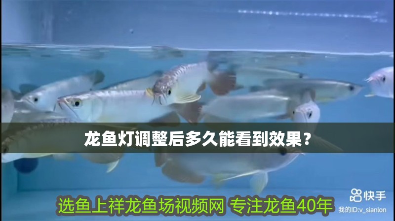 龍魚燈調整后多久能看到效果？