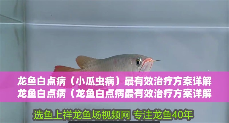 龍魚白點病（小瓜蟲病）最有效治療方案詳解龍魚白點病（龍魚白點病最有效治療方案詳解）