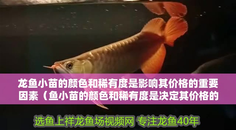 龍魚小苗的顏色和稀有度是影響其價格的重要因素（魚小苗的顏色和稀有度是決定其價格的關(guān)鍵因素的關(guān)鍵因素）