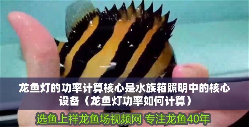 龍魚燈的功率計算核心是水族箱照明中的核心設備（龍魚燈功率如何計算）