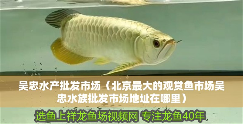 吳忠水產批發市場（北京最大的觀賞魚市場吳忠水族批發市場地址在哪里）