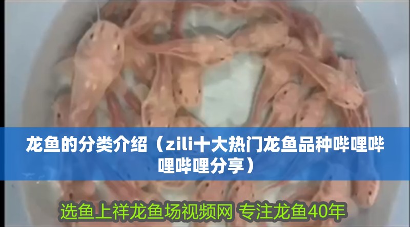 龍魚的分類介紹（zili十大熱門龍魚品種嗶哩嗶哩嗶哩分享）