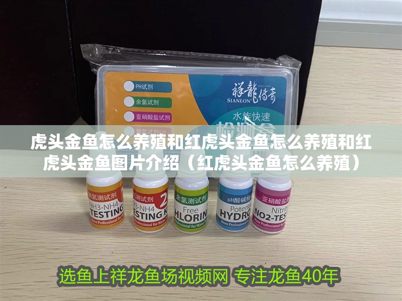 虎頭金魚怎么養(yǎng)殖和紅虎頭金魚怎么養(yǎng)殖和紅虎頭金魚圖片介紹（紅虎頭金魚怎么養(yǎng)殖）