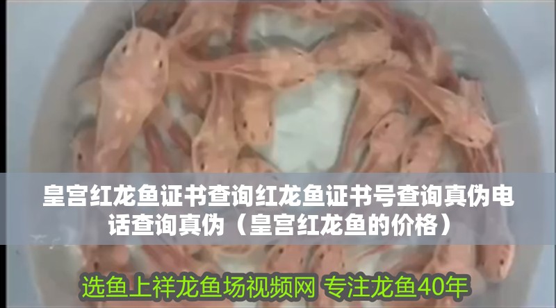 皇宮紅龍魚證書查詢紅龍魚證書號(hào)查詢真?zhèn)坞娫挷樵冋鎮(zhèn)危ɑ蕦m紅龍魚的價(jià)格）