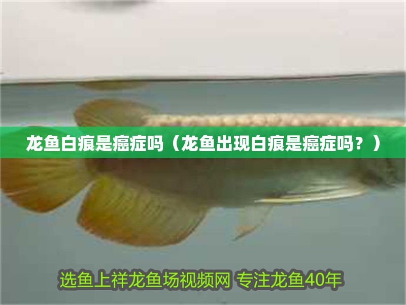 龍魚白痕是癌癥嗎（龍魚出現(xiàn)白痕是癌癥嗎？）