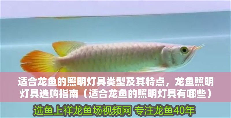 適合龍魚的照明燈具類型及其特點，龍魚照明燈具選購指南（適合龍魚的照明燈具有哪些）