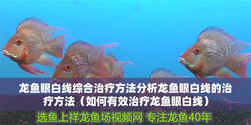 龍魚眼白線綜合治療方法分析龍魚眼白線的治療方法（如何有效治療龍魚眼白線）