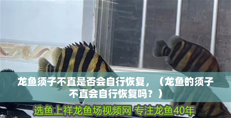 龍魚須子不直是否會(huì)自行恢復(fù)，（龍魚的須子不直會(huì)自行恢復(fù)嗎？）