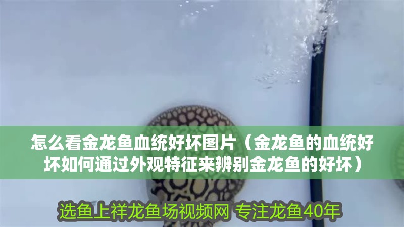怎么看金龍魚血統好壞圖片（金龍魚的血統好壞如何通過外觀特征來辨別金龍魚的好壞）