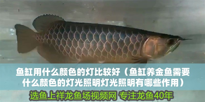 魚缸用什么顏色的燈比較好（魚缸養金魚需要什么顏色的燈光照明燈光照明有哪些作用）