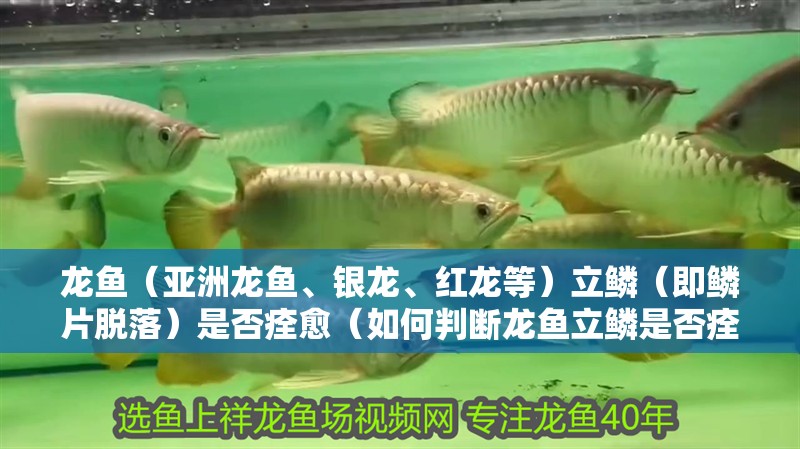 龍魚（亞洲龍魚、銀龍、紅龍等）立鱗（即鱗片脫落）是否痊愈（如何判斷龍魚立鱗是否痊愈）